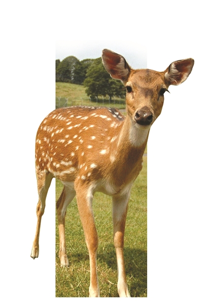 ȵ÷¹