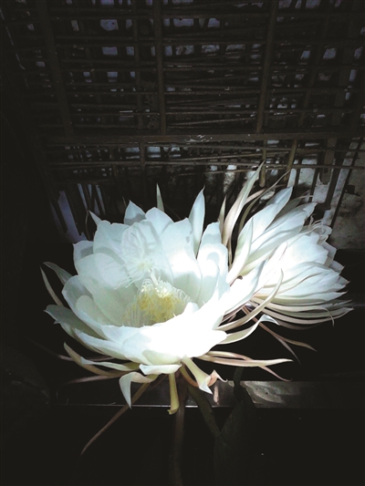 һ8꼻ʢ7
